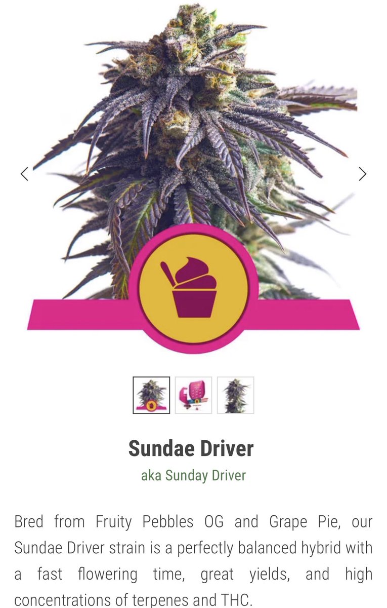 CannabisQro's tweet photo. #SundaeDriver

Objetivo a comprar este 2023 #autocultivo https://t.co/ZKWSxp9mis