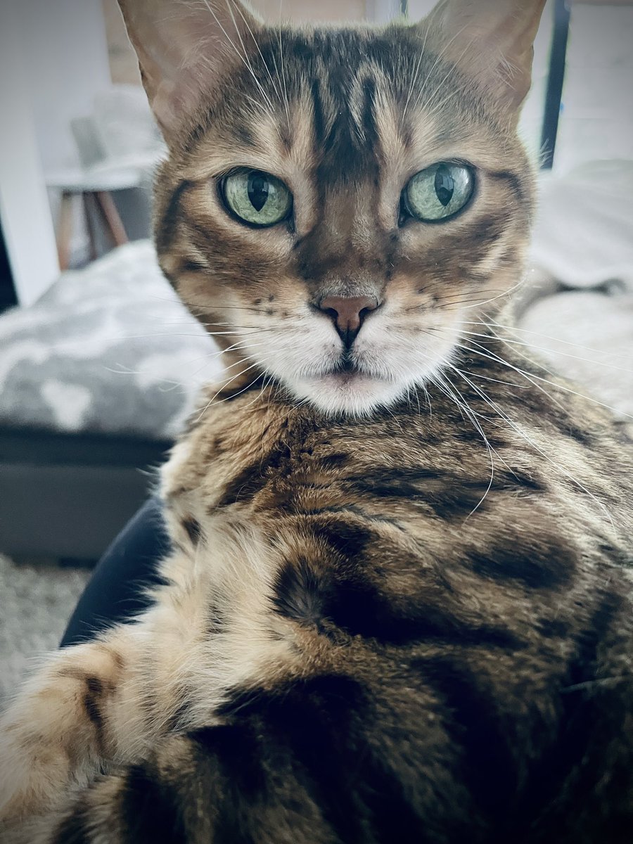 Snuggles on mummy #BankHoliday #CatsAreFamily #teambengal #teambengalforever 😺😺❤️