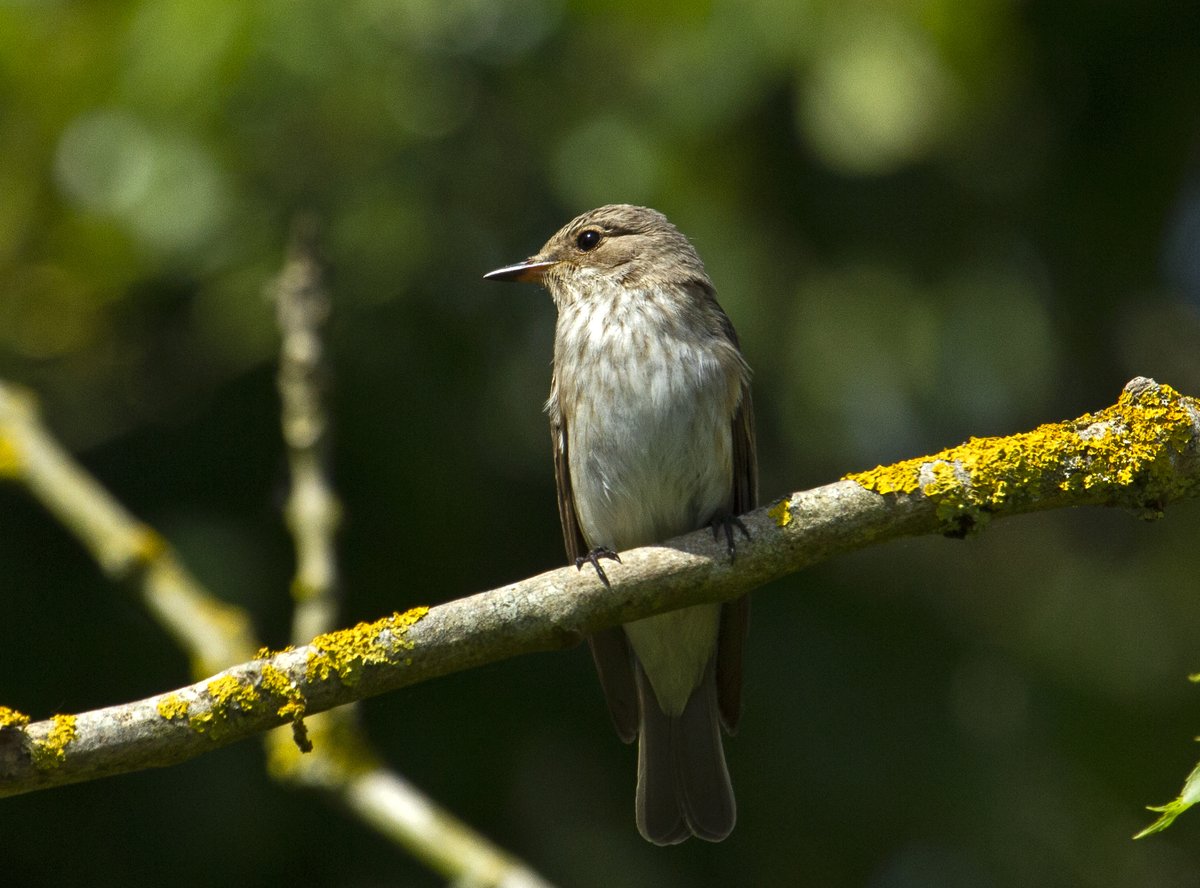 Flycatchers looking like they are settling in now and enjoying plenty of flies today in the garden. They can't complain about the food supply anyway.