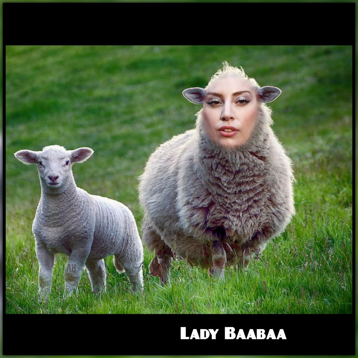 🌱🏔🎶🐑🎶🏔🌱
#ladygaga #ladybaabaa #baabaablacksheep #sexy #sheep #baabaa #animals #lol #funny #memes #nfts #art #comedian #vogtcollection #vogtart #comedy #smilemore #mashup #TV #laugh #viral #fyp #movies #actor #grass #smile #singer #songwriter #actress