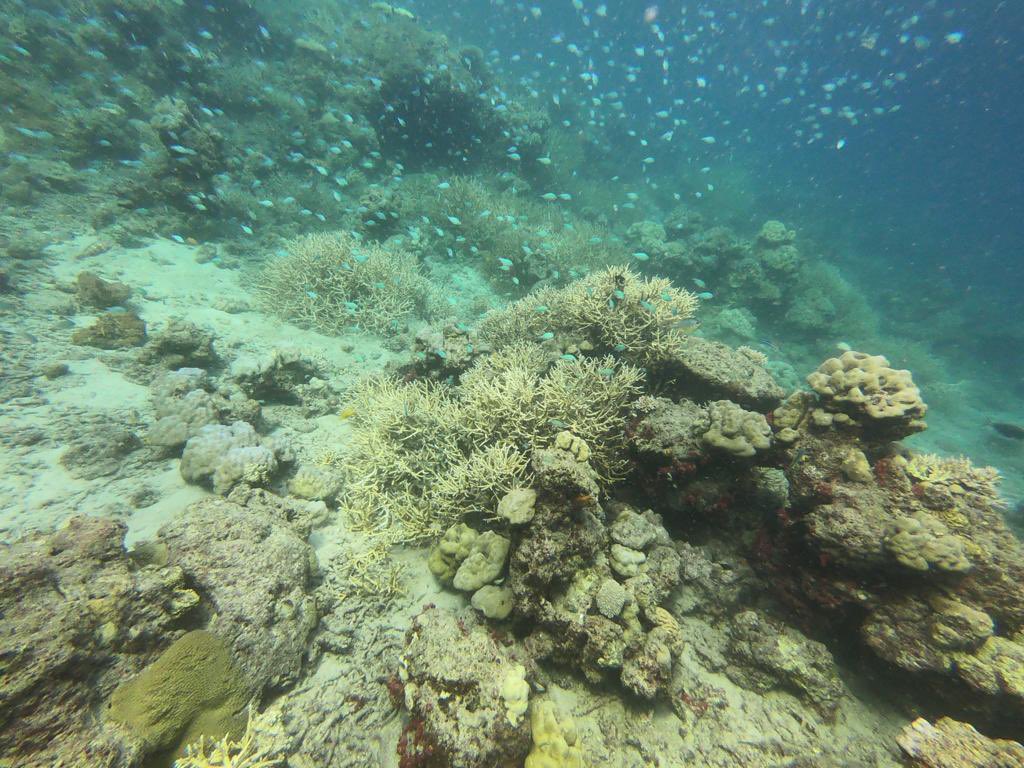 Corals🪸 look like plants but are actually animals, home to many species🐠🦞🪼. 

Globally, coral bleaching is affecting nearly 35,000 reefs due to #ClimateChange & pollution. I saw it in Maldives🇲🇻 & again in #Andamans🇮🇳 while diving 🤿 last week😢.

We must act now #ForNature!