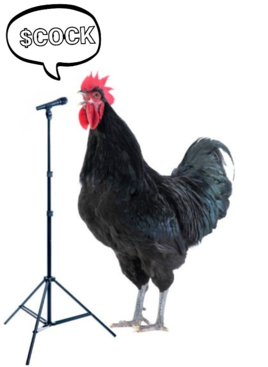 Crni | BIG (10k) tweet media