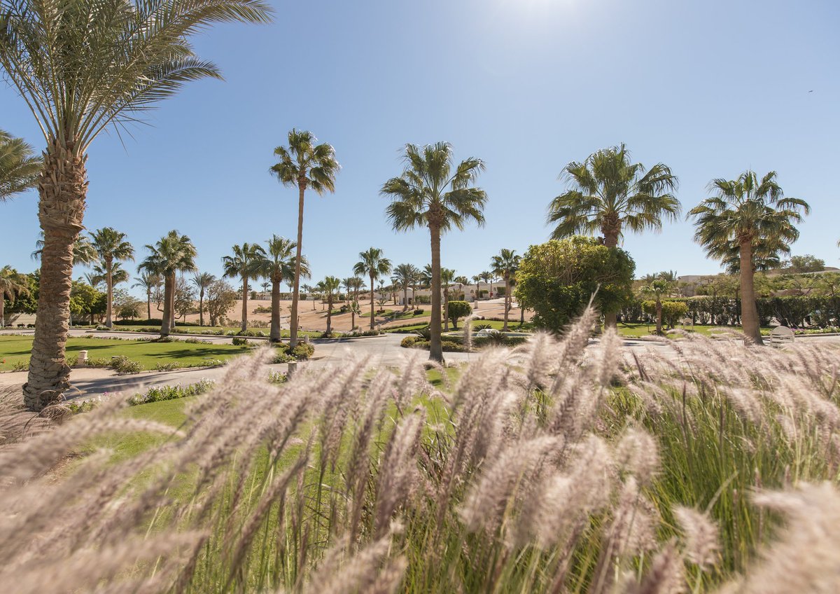 OberoiSahlHash's tweet photo. Surrounded by the beauty of nature, you can find peace and serenity @OberoiSahlHash
#MyOberoi #Vacationmode #LuxuryTravel #RedSea #Egypt https://t.co/MYSk0G5jwz