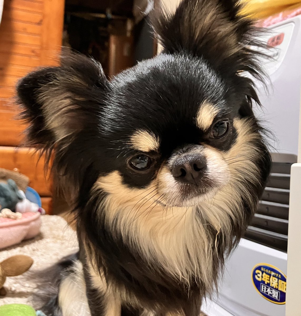 乾燥するとやっぱり咳が出るなぁ…
エアコン鬼門すぎる
また肋軟骨痛める予感 https://t.co/hESaDIaQzG