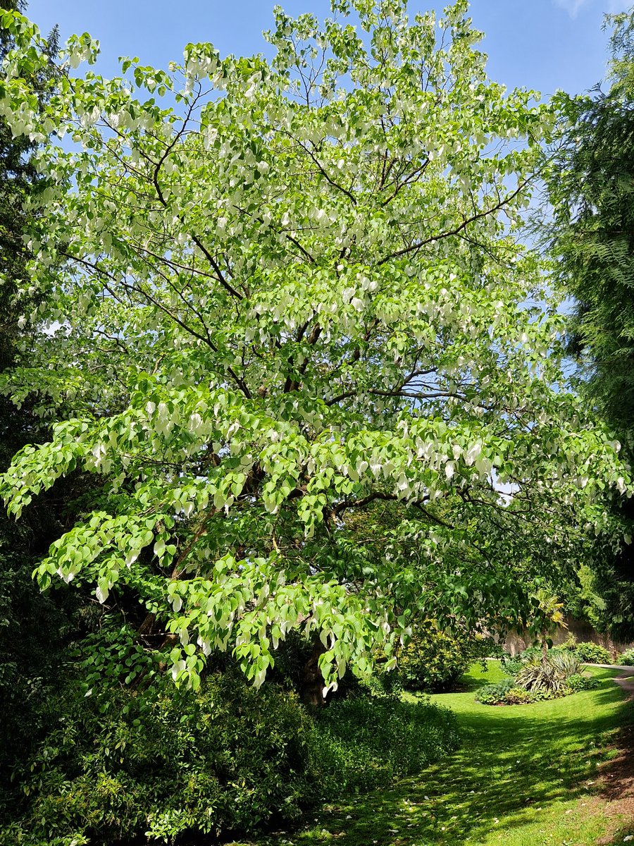 Another beautiful day out, this time <a href="/NewsteadAbbey/">Newstead Abbey</a>, and very lucky to see the  handkerchief tree Davidia involucrata flowering in the Grade II* registered park and gardens, stunning in the sunshine. So lucky with our #Nottingham #Nottinghamshire #Museums and #Heritage