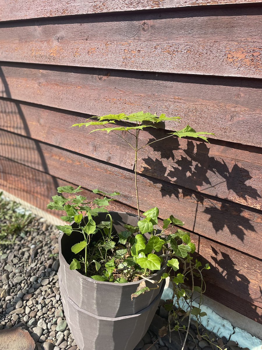 This beautiful #sapling grew naturally in my garden. This #MemorialDay2023 I will be giving it a permanent new home 💚

#tree #trees #treeplanting #ClimateAction