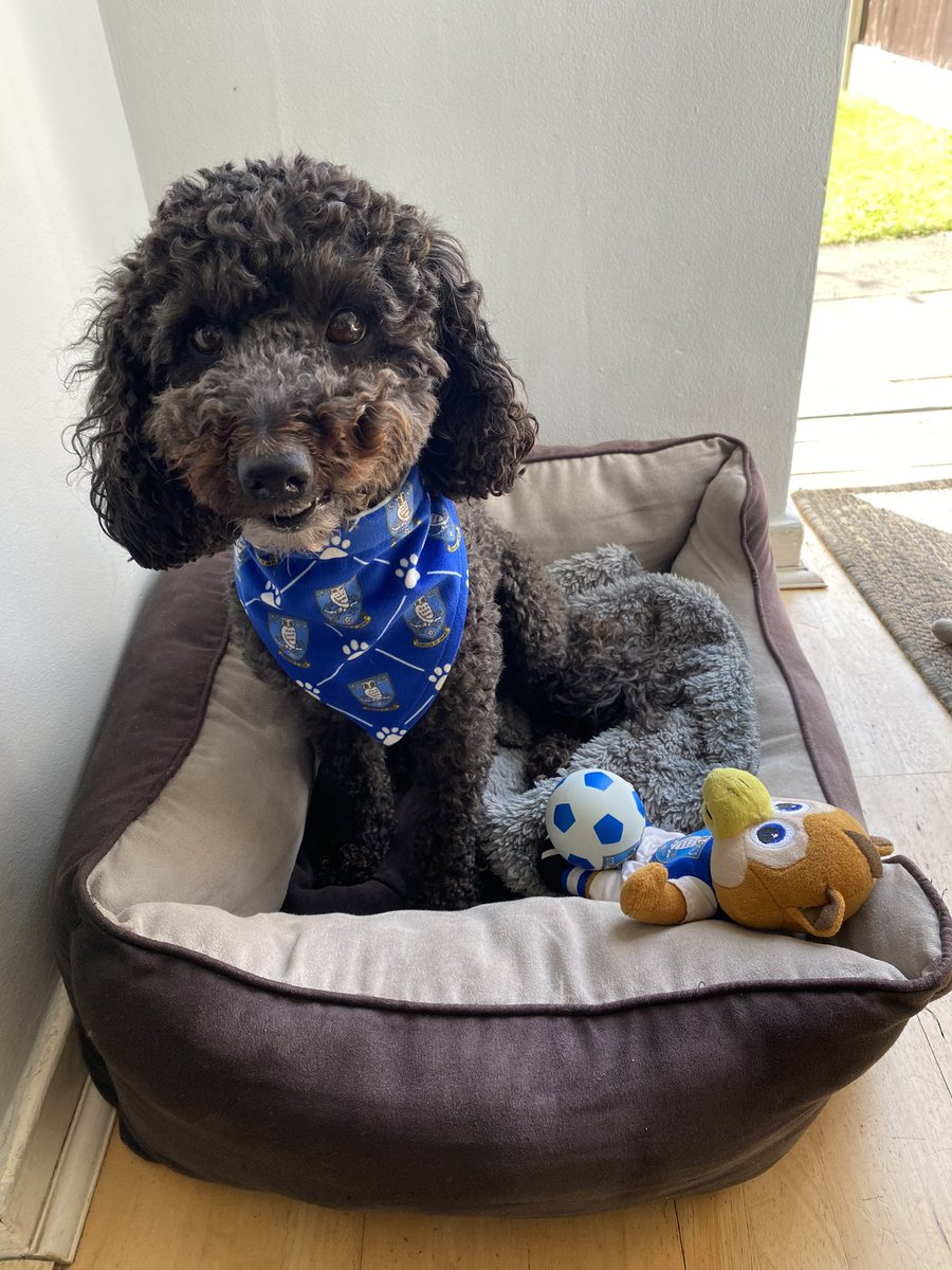 amberjdb's tweet image. My girl cheering on from home 💙🤍💙🦉🐾