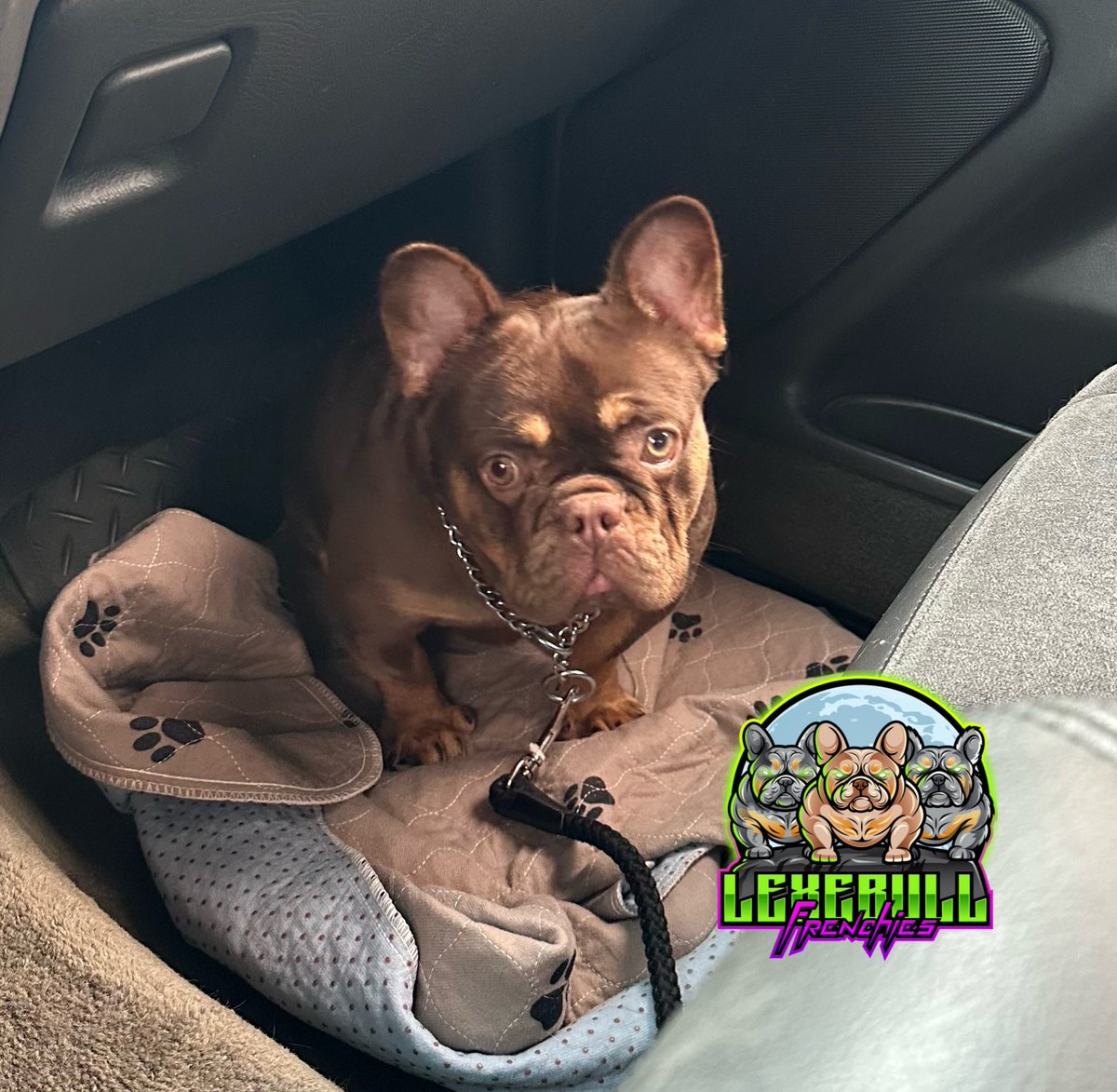lexebull tweet picture