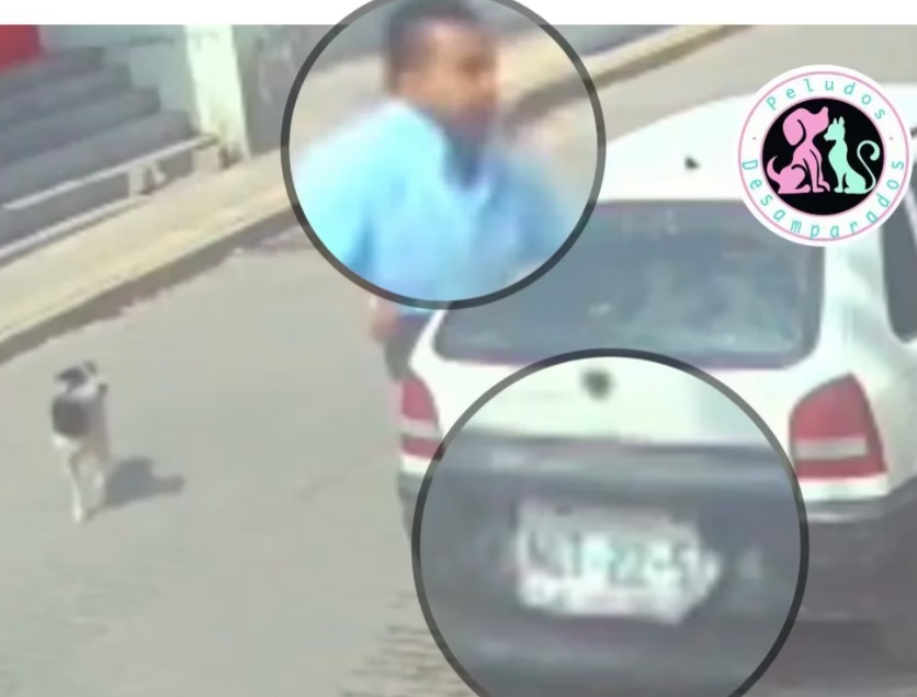 🇲🇽| Piden justicia para perrito asesinado en Tecámac (Captura de pantalla).