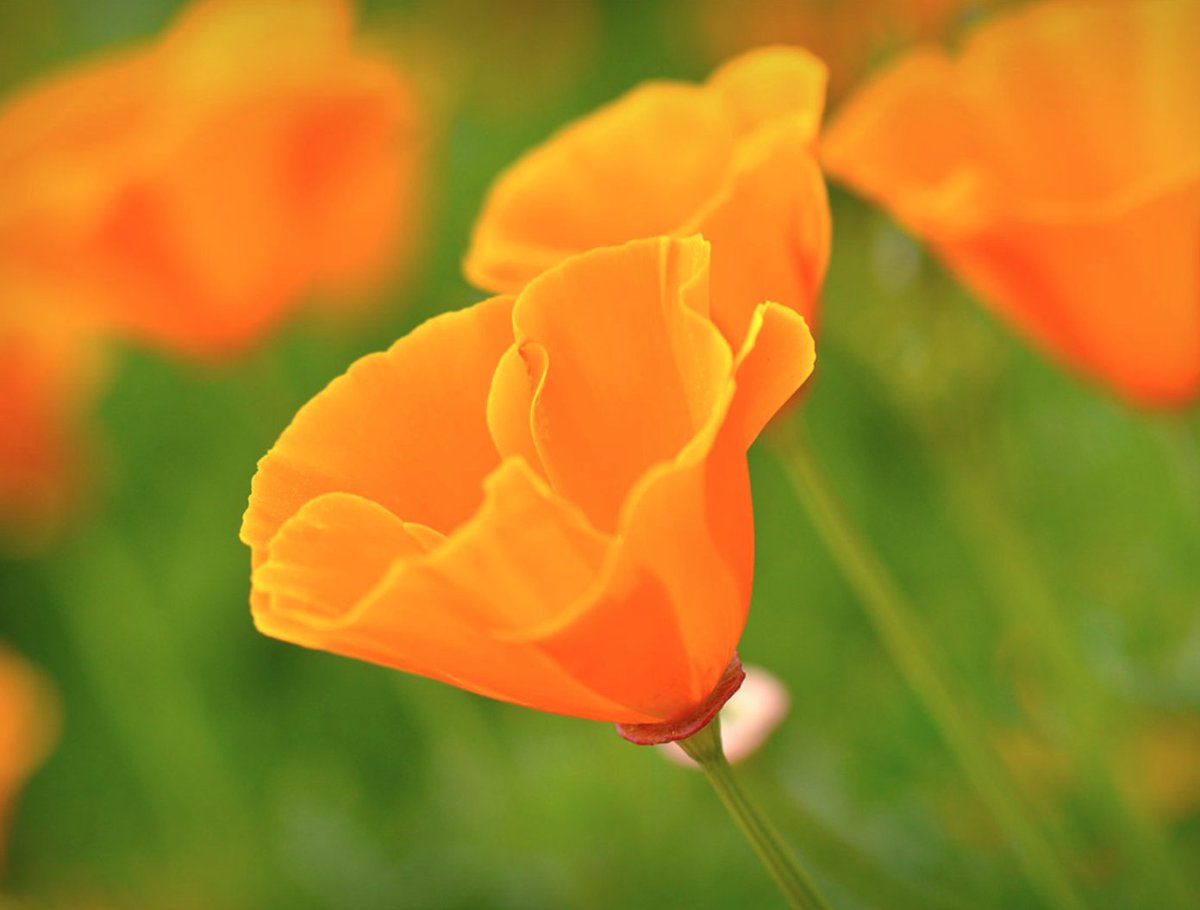 Placer Resource Conservation District tweet media