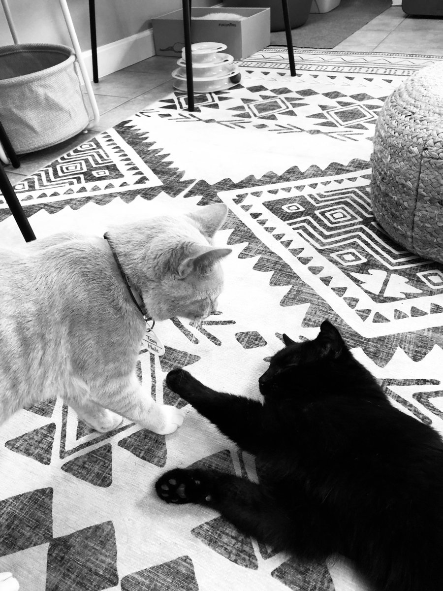 Black and white picture of kitties. Don’t know how I did this but it looks kind of cool!