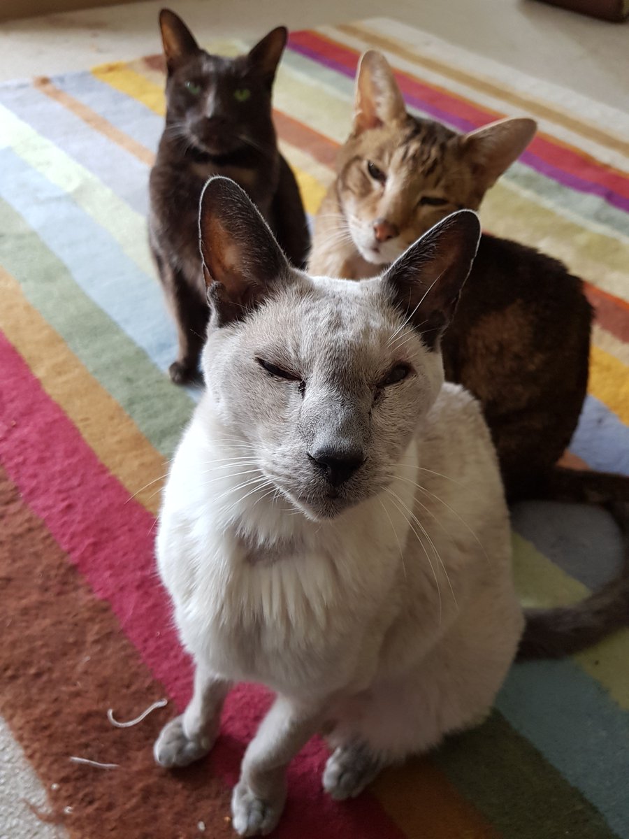creatingcopyuk's tweet image. I named my company after my cats - Cassie, Paris and Max = Caipax. It&apos;s a name that only really means something to me and probably seems completely random to everyone else. Sadly, they&apos;re no longer with me, but you can still enjoy a cute pic of these amazing cats 🥰