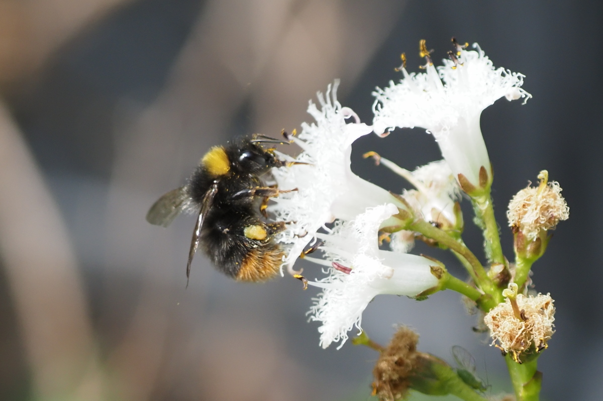 Wiesenhummel an Fieberklee.

Early Bumblebee (Bombus pratorum) at Menyanthes.

#Terrassenteich #Garten #Naturphotography #Wildlifephotography #Gardenphotography #Garden #Hymenoptera #Siebengebirge
