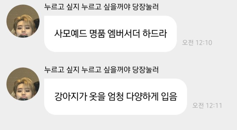 사모예드 명품 엠버서더 하드라 < 씨발말투존나웃겨