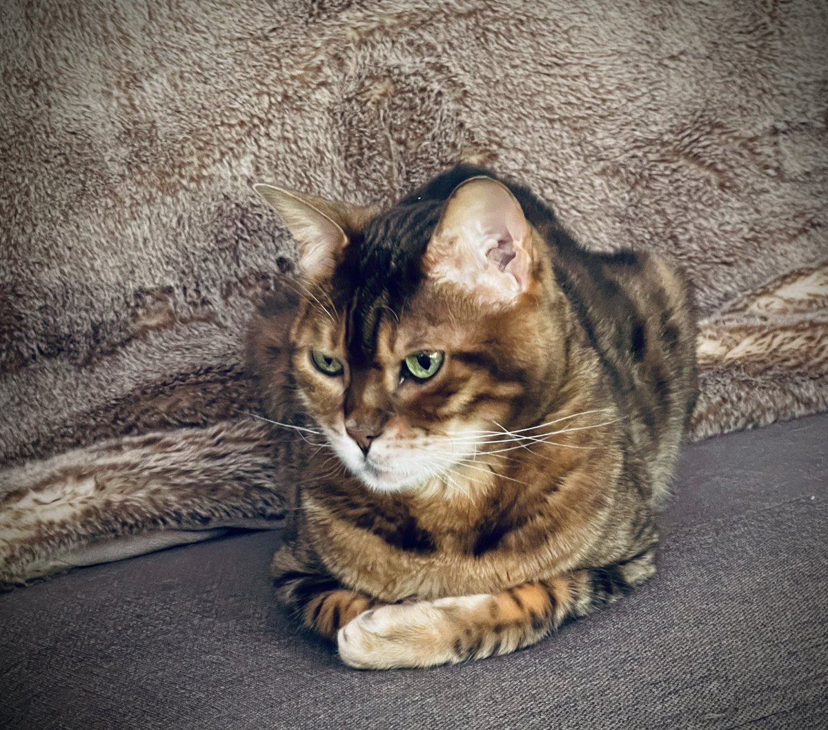 Just loafing about on this #kittyloafmonday #BankHoliday #CatsOfTwitter #teambengal #teambengalforever 😺😺