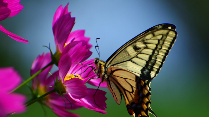 Environment4Ch1 tweet picture