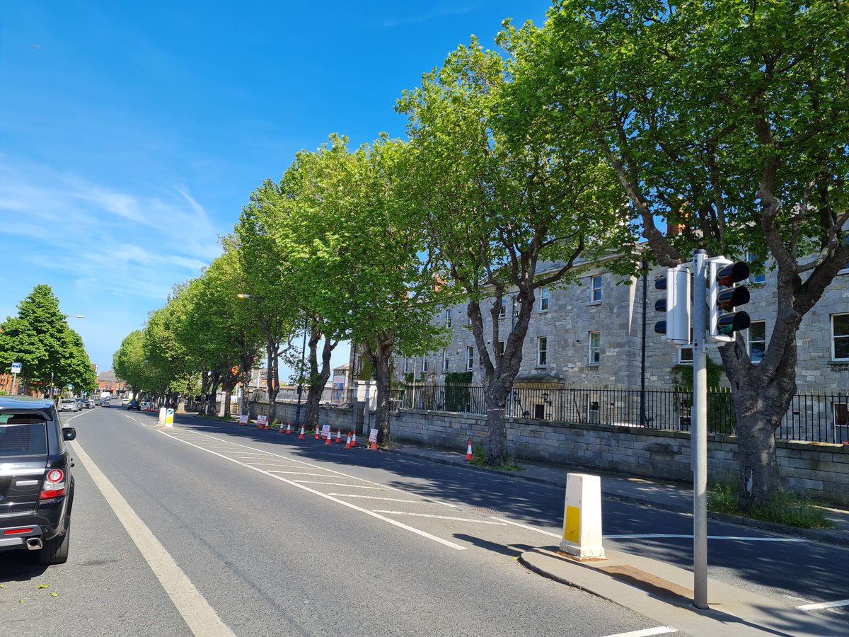 #Tree cutting proposed for #Dublin8 in front of @griffithcollege. Old #PlaneTrees with birds nesting in them. @DubCityCouncil @AnTaisce @EamonRyan #living #environment #habitat #trees