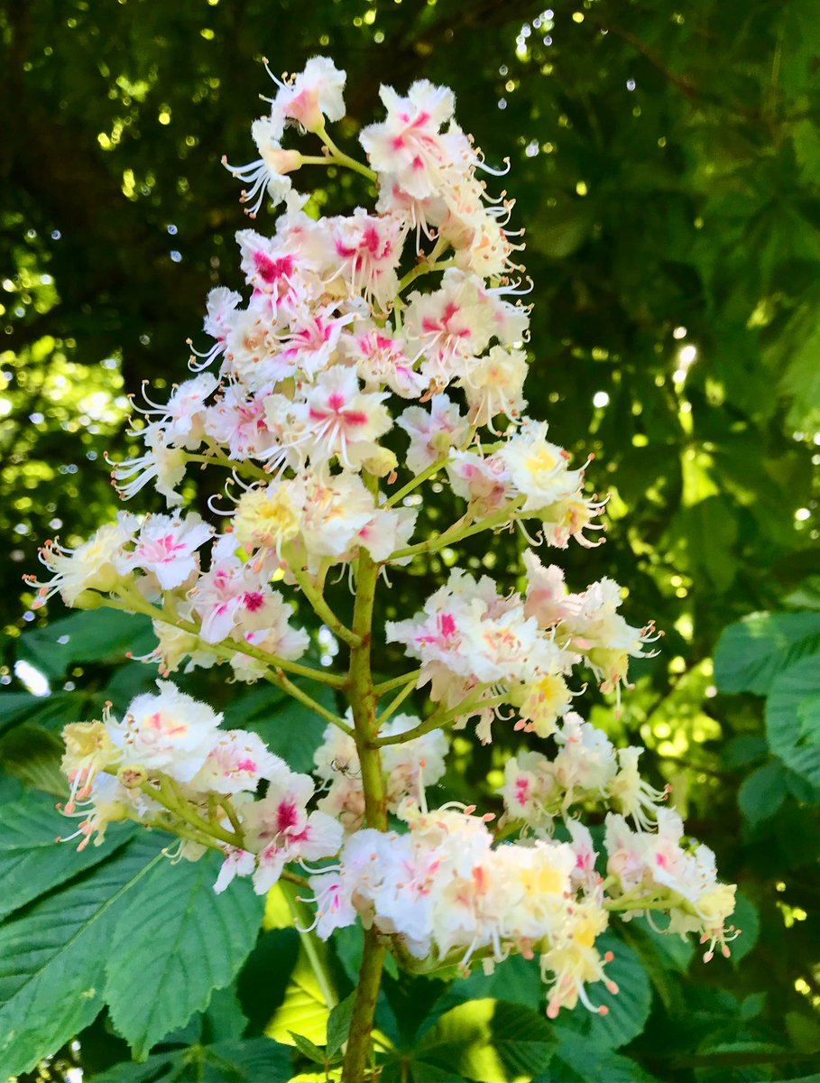 cloudymamma's tweet photo. π€π°π³The White Horse Chestnut Tree Flowersπ³ π° π€
Looking fantastic in the sunshine π covered with these huge plumes of fabulous flowers π€π©·π€
#trees #ThePhotoHour #flowers #TreeClub #treeblossom https://t.co/9AGw9AdYxW