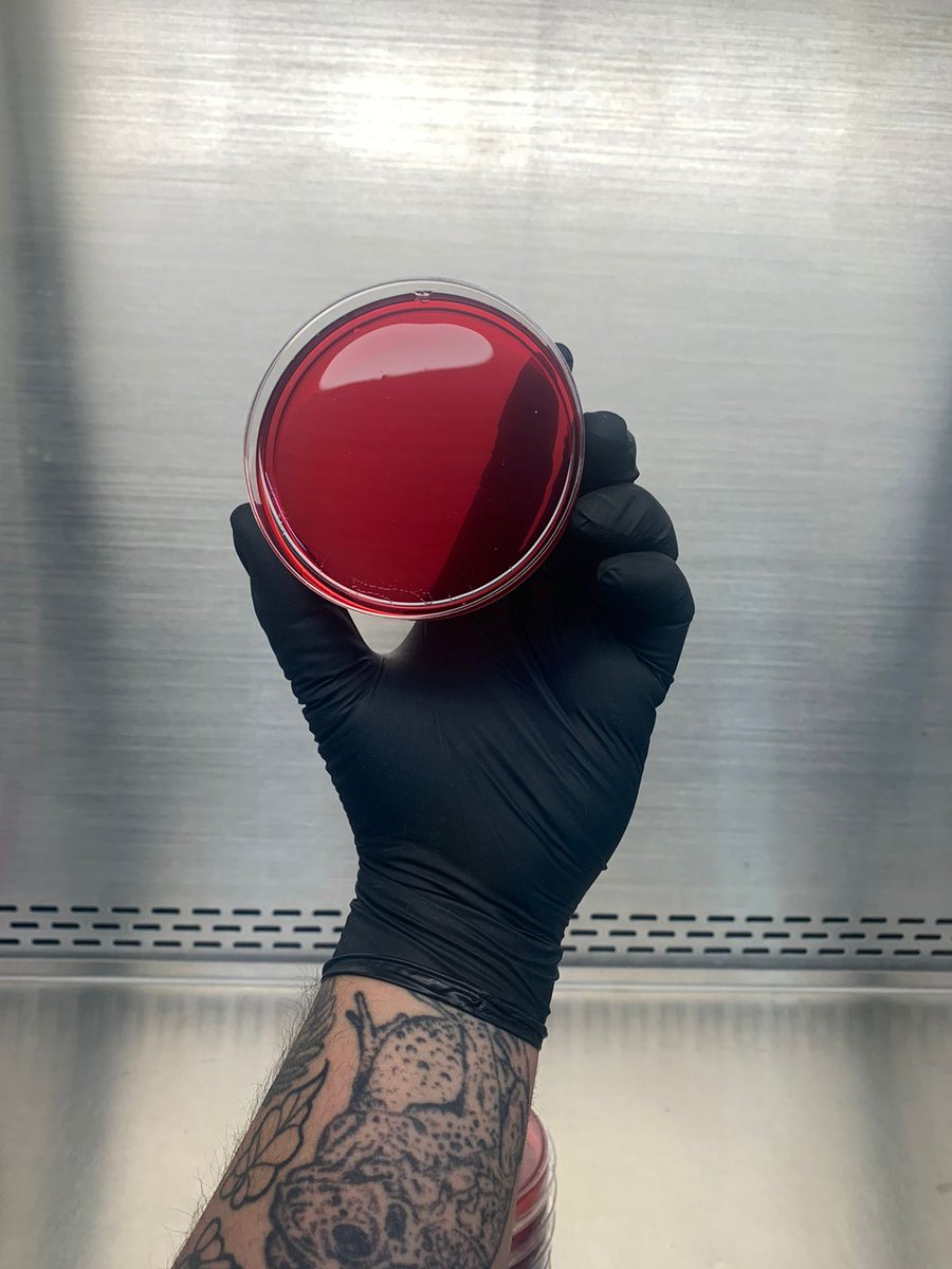 Ciencillamente1's tweet photo. Placa de medio de cultivo específico para crecer a Campylobacter, con sangrita de carnero. https://t.co/g7RbKieDpk