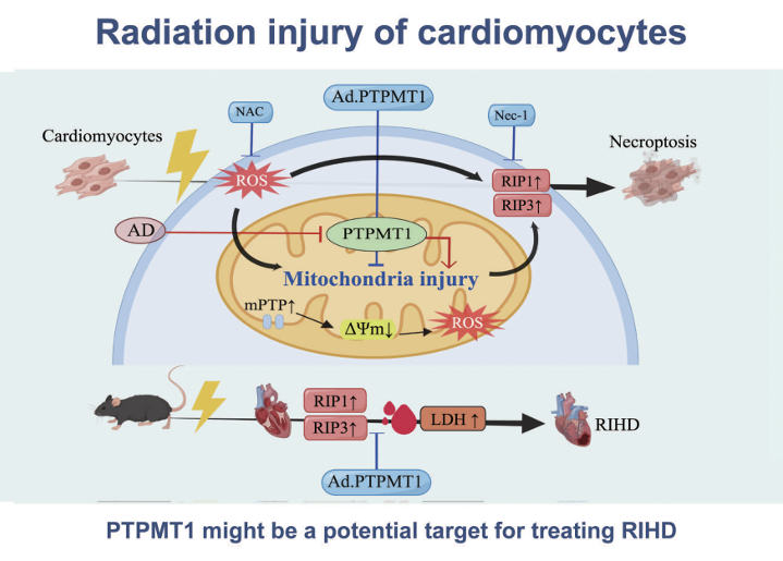 Following the APS theme: Mitochondrial Biology in Health, Ageing, and Disease comes today's #ArticleinPress PTPMT1 protect cardiomyocytes from necroptosis induced by γ-ray irradiation through alleviate mitochondria injury (Jing Yi et al.):

ow.ly/63ZP50OxZ3i

#HeartDisease
