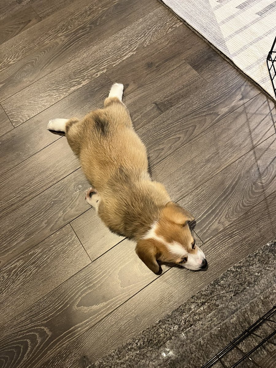 MissMelbear's tweet photo. when you’ve used 395% in the last two days. https://t.co/CO06r7958E