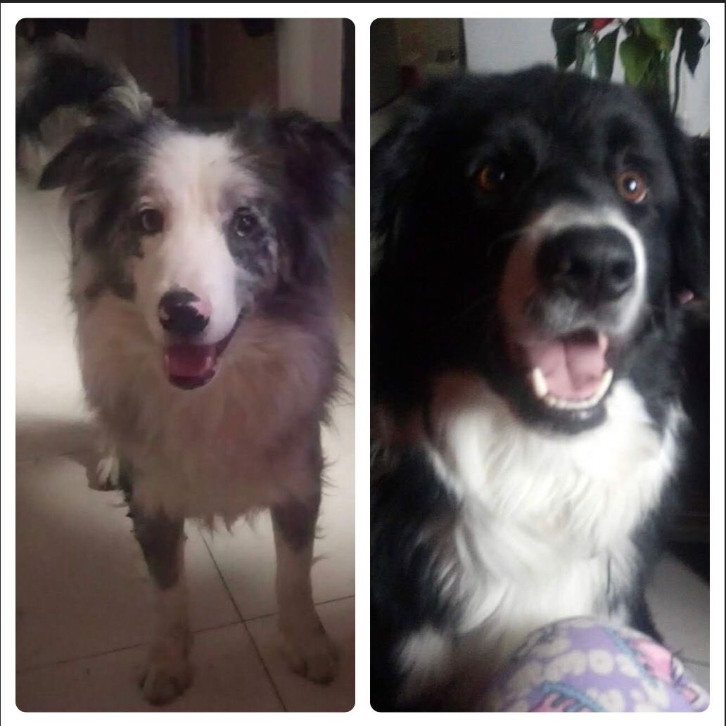 segoviasan's tweet photo. #CDMX Por motivo de salud pone en adopción border collies hembra y macho, el macho esterilizado. Tiene fibrosis pulmonar y ya no puede salir con ellos. Deben ir  los dos juntos por qué nunca se han separado, por favor ayúdame compartiendo, gracias! 
☎️ 5577535837 https://t.co/Vh5H19U3uq