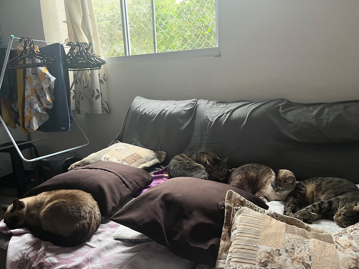 Alexandre Dourado Carrion tweet media