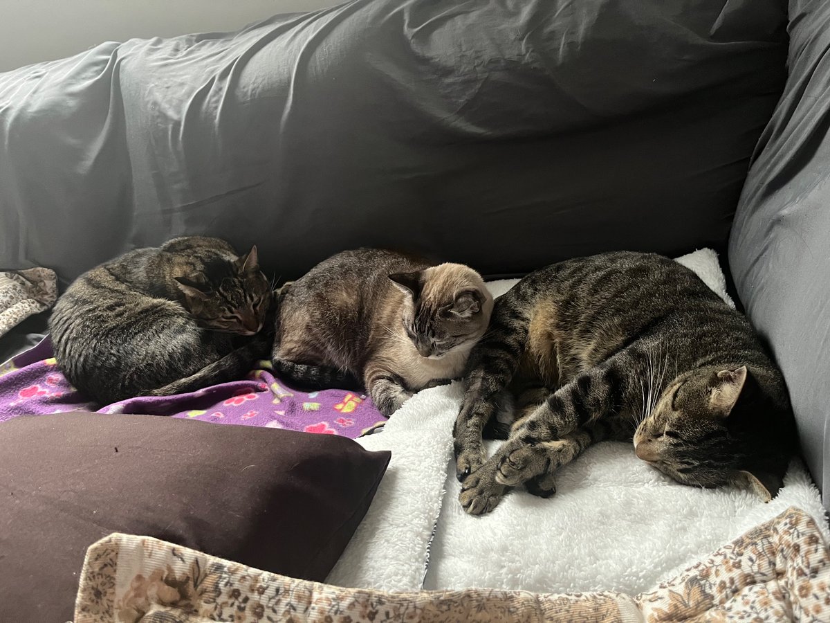 Alexandre Dourado Carrion tweet media