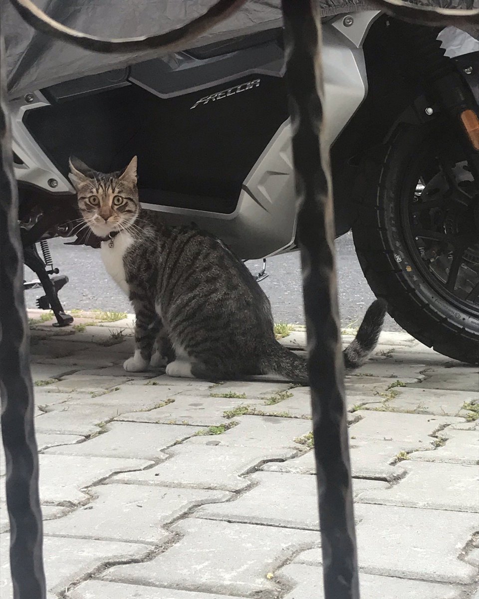 "KAYIP KEDİSİNİ ARAYAN VAR MI?
İSTANBUL / GAZİOSMANPAŞA’DA TASMALI KEDİ BULUNDU
İletişim email: eknmutluay@gmail.com  facebook.com/photo/?fbid=63…