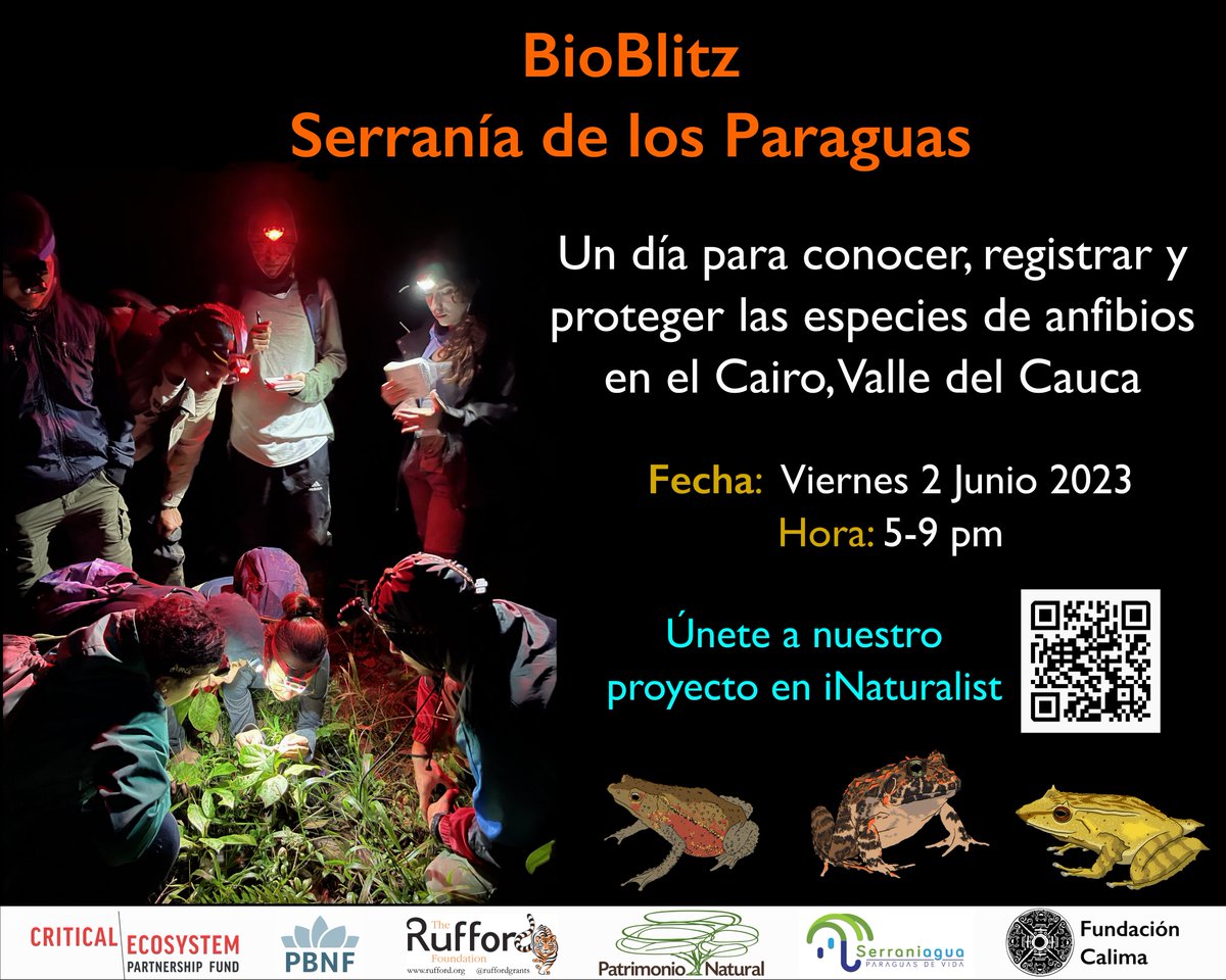 CalimaFundacion's tweet photo. Evento de ciencia participativa que busca conocer, registrar y proteger las especies de anfibios que tienen como su hogar los bosques del municipio El Cairo, Valle del Cauca.

#bioblitz #amphibians #cienciaparticipativa 
#conservation 
#genderequality
#ethicalwildlifephotography https://t.co/YpeK5NiJHY