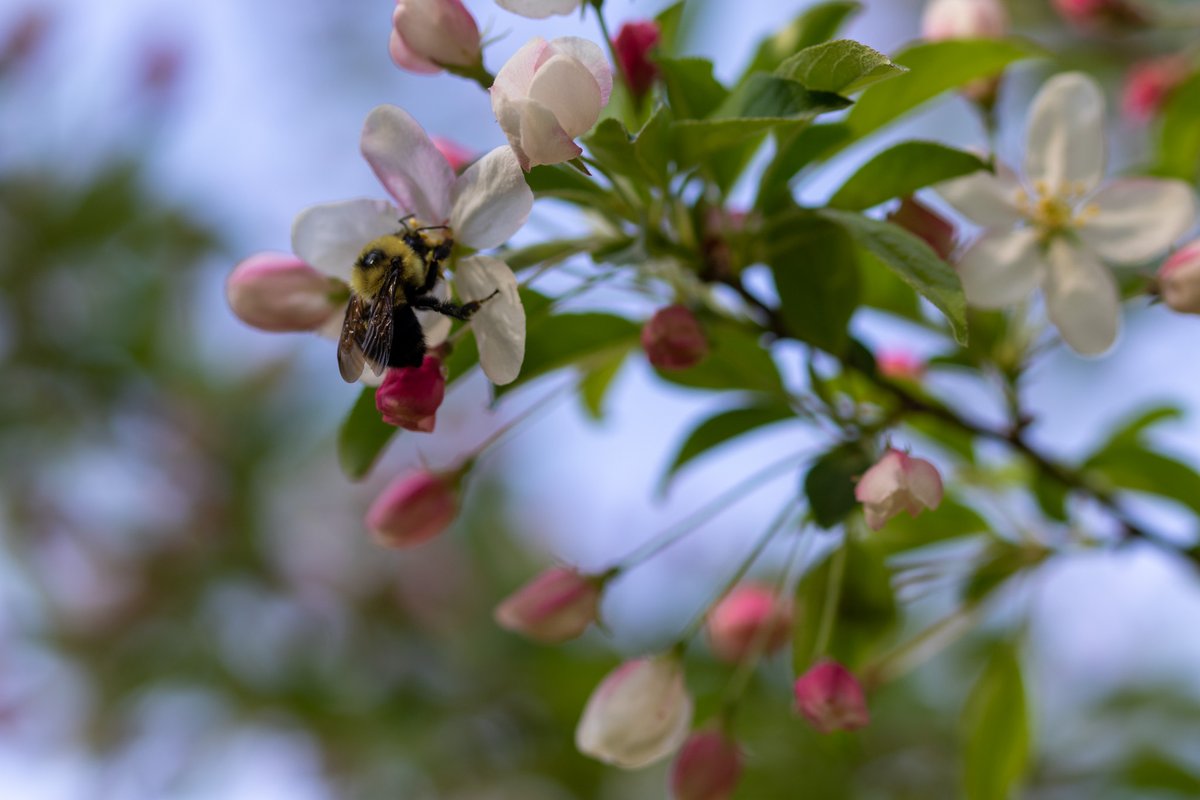 Bees and blooms!  
#bees #pollinators #spring #flowering #NaturePhotograhpy