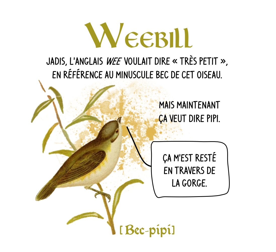 Sillybirdnames's tweet photo. Une ptite série d'oiseaux aux noms bien bien pourris

Et comme les français n'ont pas le monopole des noms d'oiseaux daubés, on va aussi piocher chez nos voisins anglo-saxons.

Avec d'abord le nom anglais du Gérygone à bec court... pas ouf https://t.co/mJso2auHqm