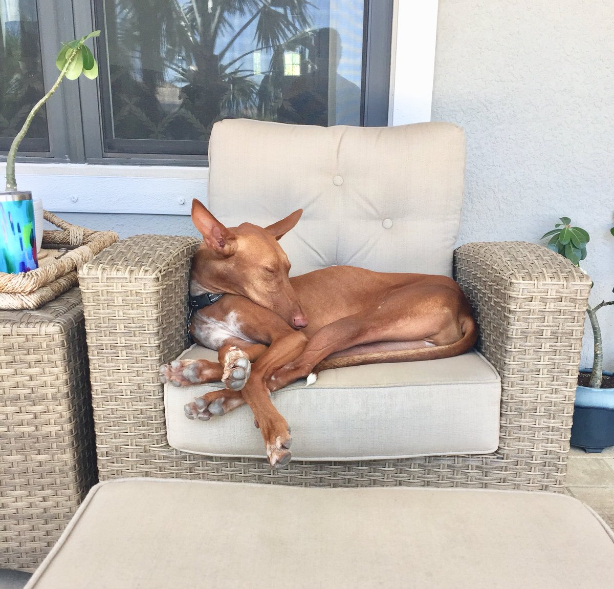 jett13's tweet photo. @DanaPerino Same thing, but on the chair. https://t.co/Ktgl9sZpTh