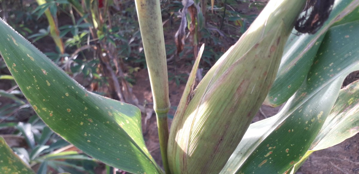 J'ai essayé sur 1 hectare seulement , un peu d'haricots, un peu de mais et un peu de manioc
