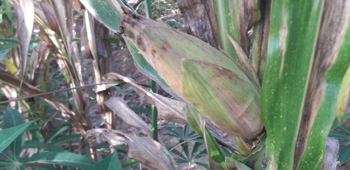 Camelmutombo (@camelmutombo2) on Twitter photo 