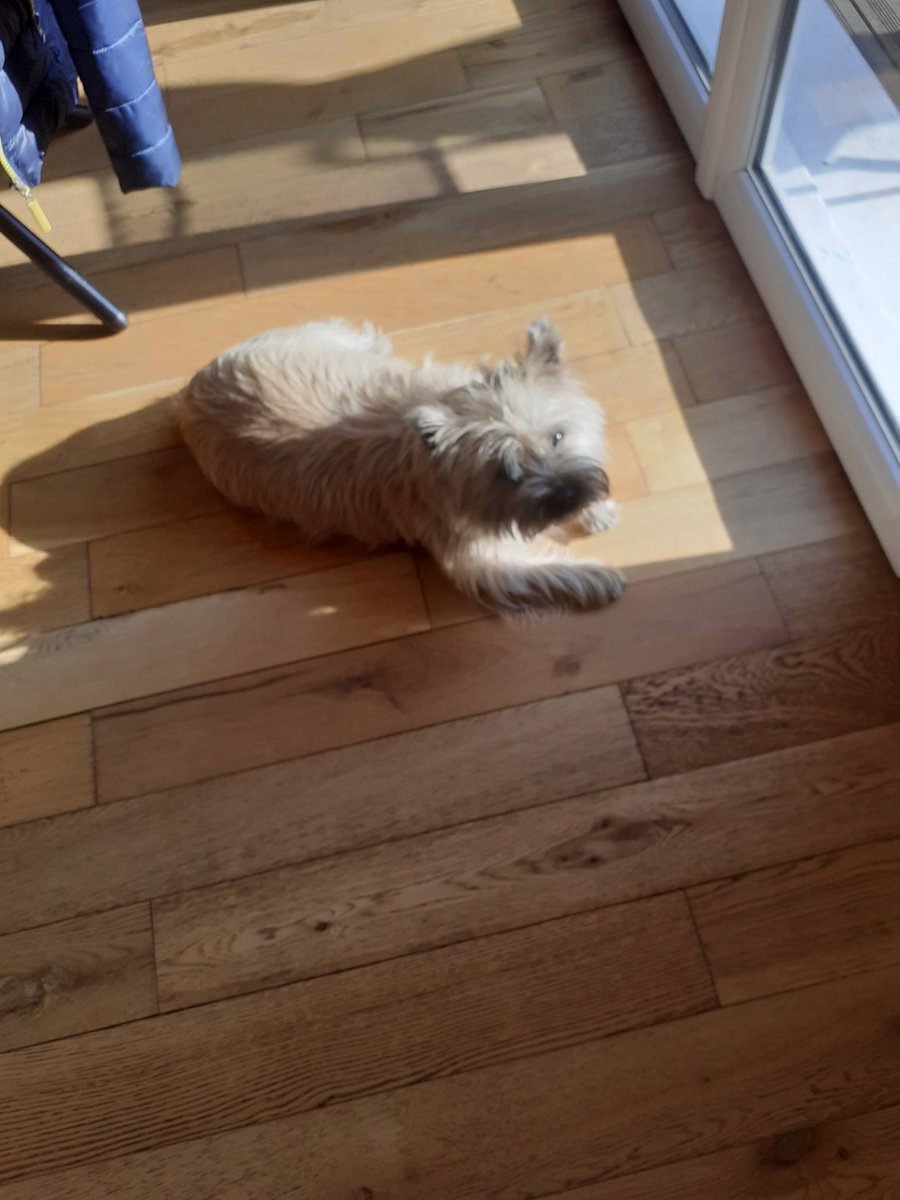 NoeAgneray's tweet photo. @Zaddyfc The dog https://t.co/LkGEK2xUk0