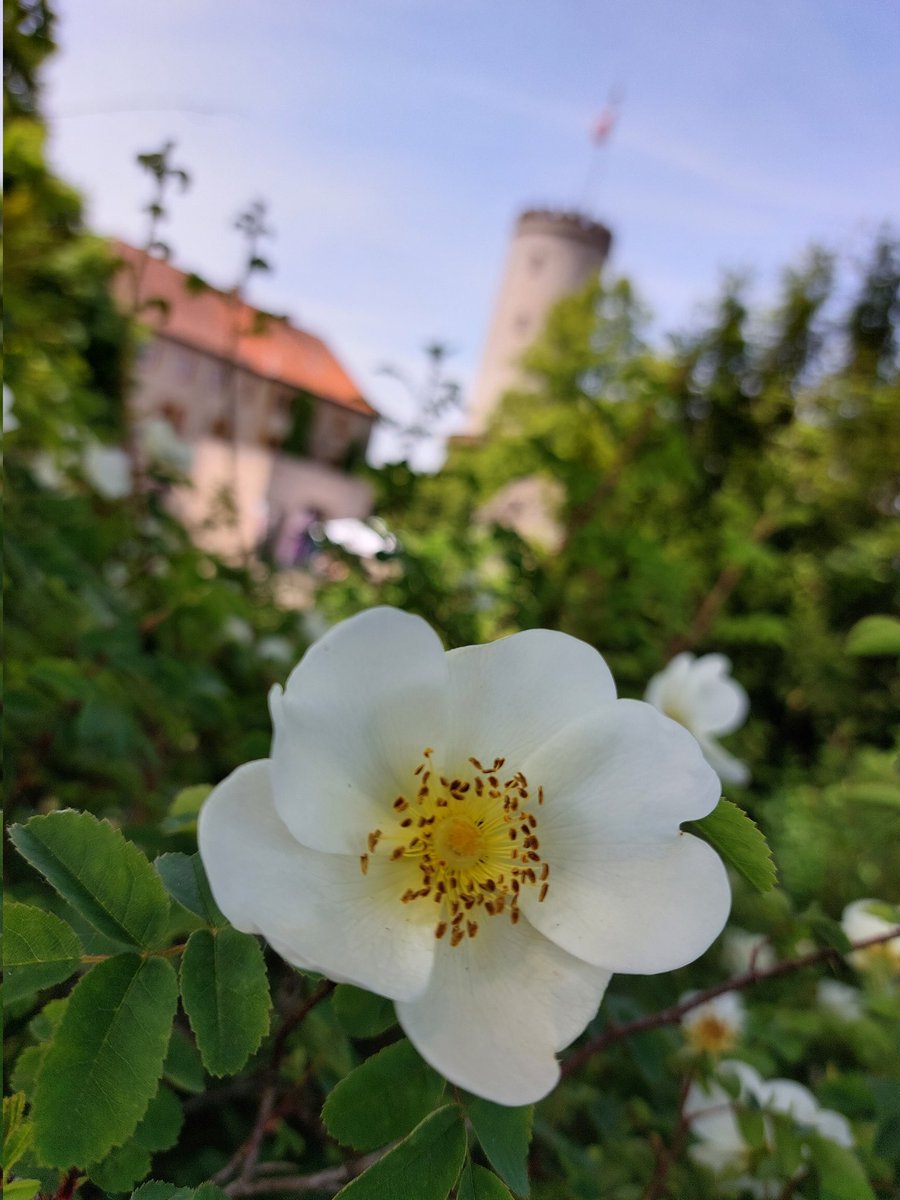 Pfingstidylle... - #sparrenburg #bielefeld #ostwestfalen #owl #nordrheinwestfalen #nrw #teutoburgerwald #zuhause