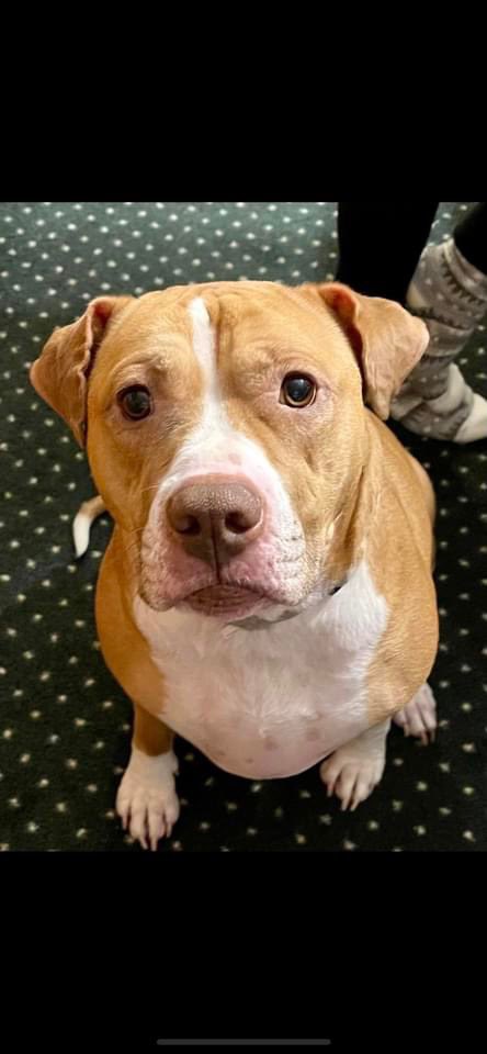 Please be on the lookout for our sweet Bessie. She was last seen on Mitchell road heading north around 11pm last night. She is very friendly and will gladly sleep anywhere. Please contact us if anybody sees anything!!