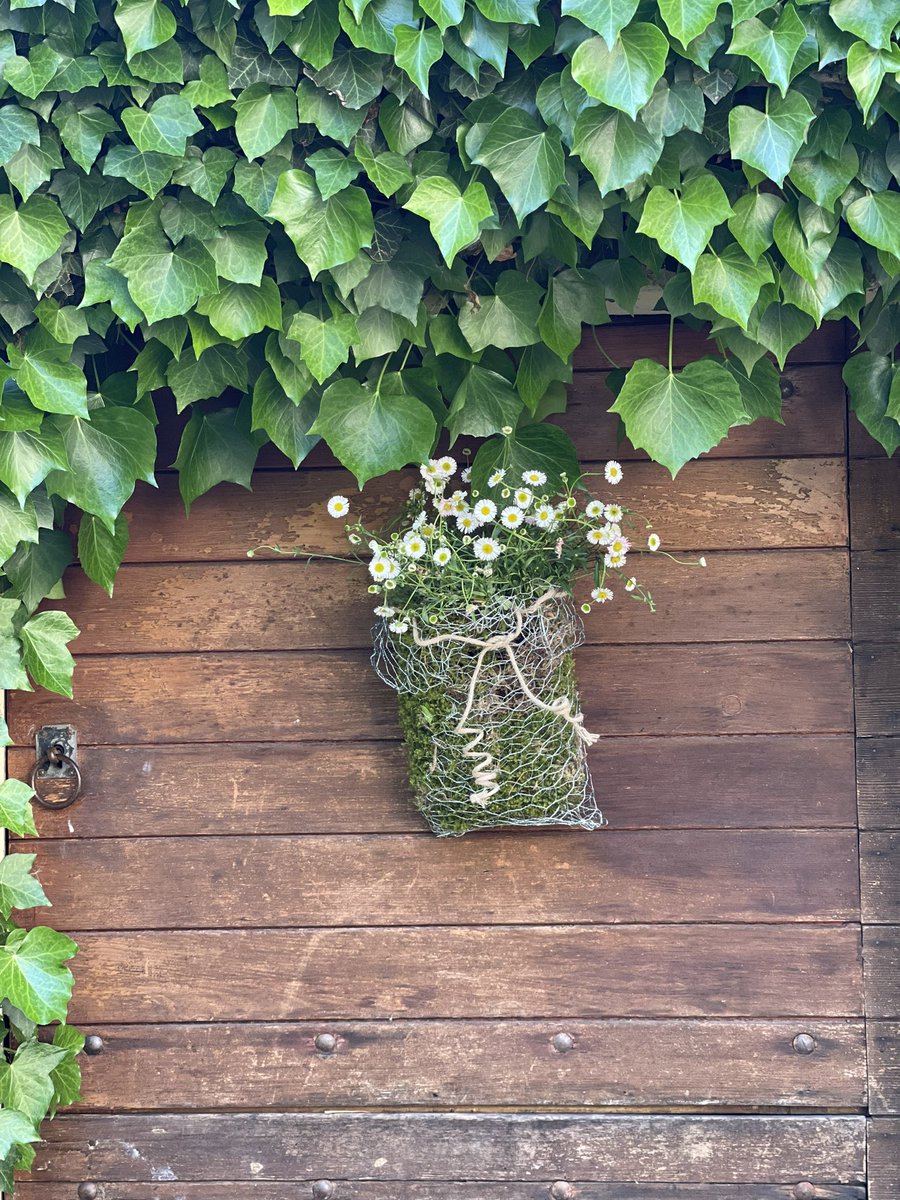 Leaving Swissland in two days, have to say grandparenting is highly recommended!
I’ve spent my days doing what I love,
Cooking, gardening and holding the baby:) Today I hiked and gathered moss for the chicken wire basket I constructed!