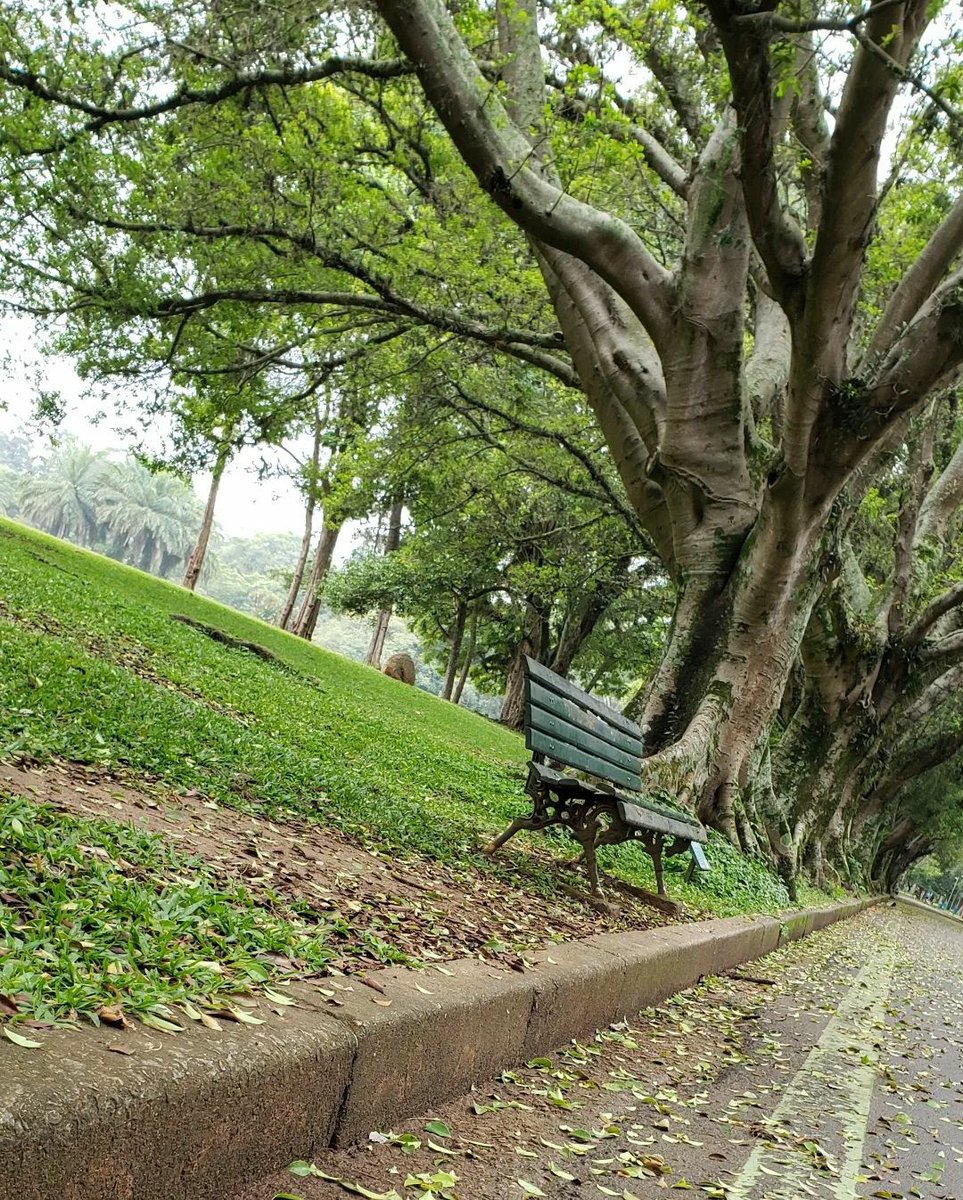Clau3Garcia's tweet photo. Manhã de Outono 🍂
Parque do Ibirapuera/SP
#outuno #autumn #parquedoibirapuera #parquedoibira #revistarmc #fotografia #photographylovers #picture https://t.co/ijLq2FHb8E