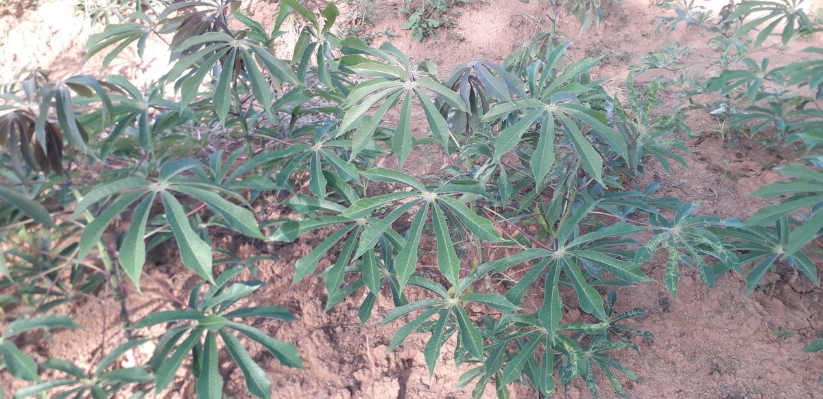 Je suis aussi cultivateur