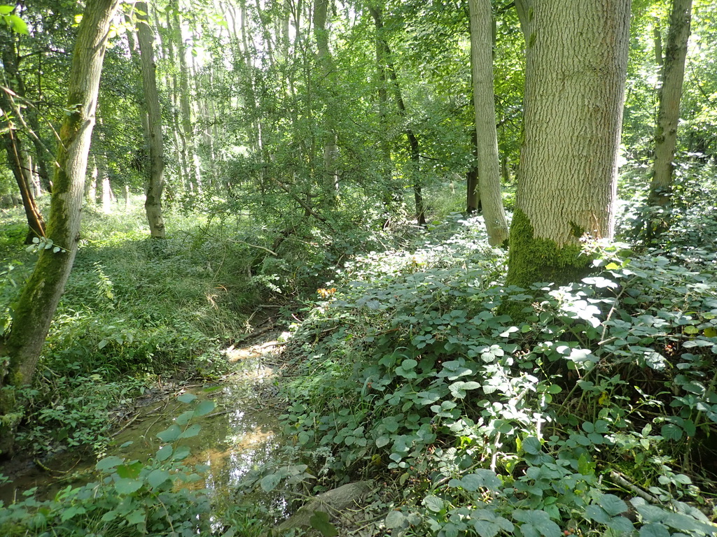 Can you see the wood for trees? This is Bedford Purlieus, a hidden gem of #RockinghamForest. Join us to explore both wood and trees next Sat. morning.  Details and booking for this free event here: rockinghamforest.org.uk/events
<a href="/HeritageFundM_E/">The National Lottery Heritage Fund Midlands & East</a> <a href="/NE_WestAnglia/">Natural England West Anglia Team</a> <a href="/Mercury1712/">Stamford Mercury</a> <a href="/NTelegraph/">Northants Telegraph</a>