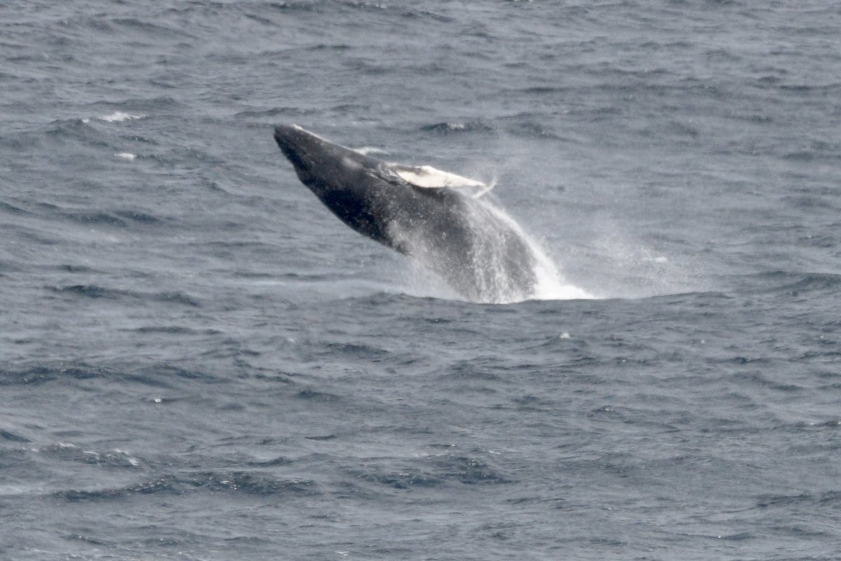 Just watched a humpback whale breach a few times off Cape Spear. It was a bit too far away for a really good photo but the people in the tour boat nearby got a great show.