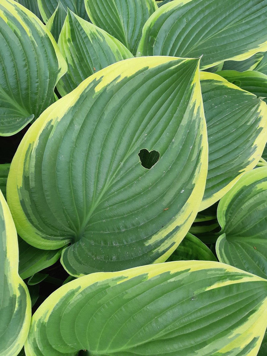 Enjoyed the 50min ride in to work on #RichmondBC's multi use pathways: Westminister MUP &amp; Shell Road Trail. Kudos <a href="/WeAreHub/">HUB Cycling</a> for promoting #biketoschoolweek &amp; #gobybikeweek