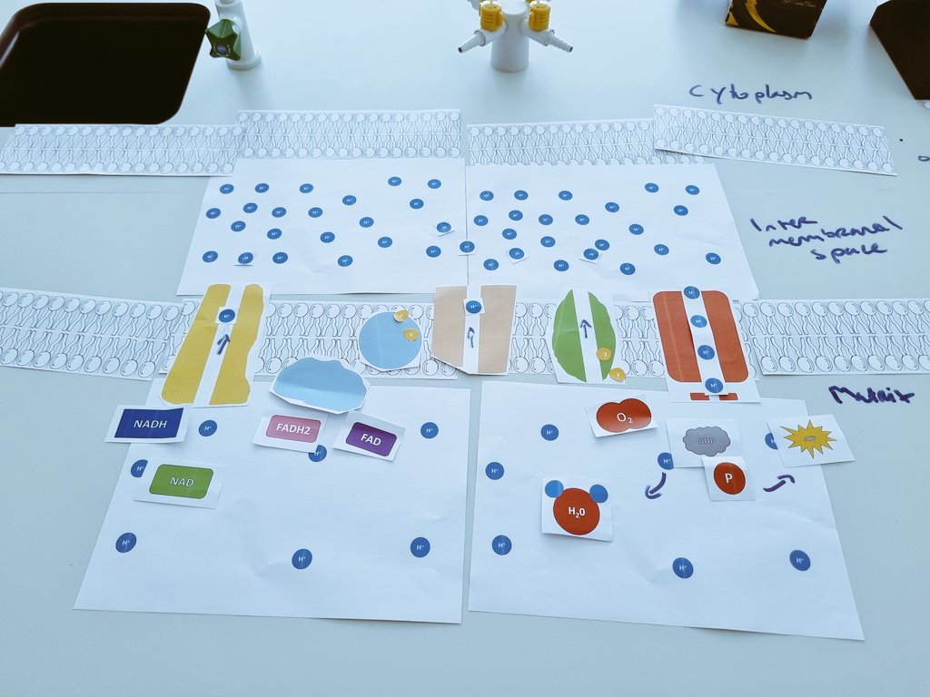 Trialled something different today with my Yr 12s. They really found these templates useful as they could interact with the various particles and track their movement through the ETC. It's not the prettiest but it got the job done! #Biology #Alevel #science #respiration