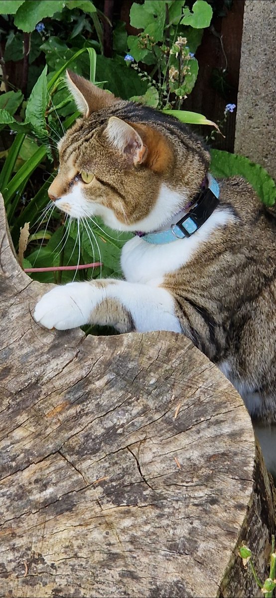 @TheStourbridge Ruby has been out playing in the garden all afternoon, I had to stop her eating butterflies & licking her lips at next doors hens. (She has her new night-time collar on). She's had her dinner and gone off for a sleep in the airing cupboard for a few hours. Back at 9.30pm!