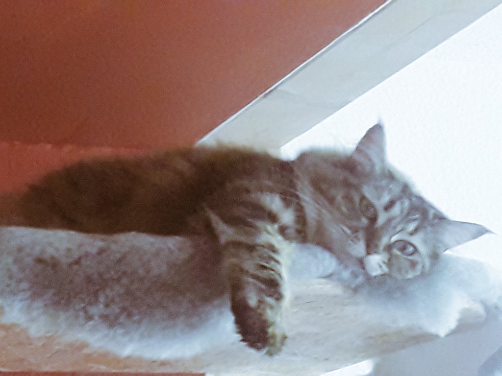MalStrat's tweet photo. 'nen schönen, gechillten Pfingstmontag Abend noch.

#Katze https://t.co/ovFKMZg87s