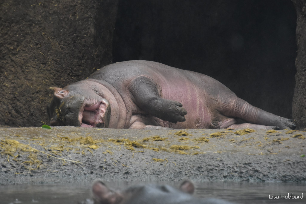 CincinnatiZoo's tweet image. Fritz being dramatic! #MondayMood