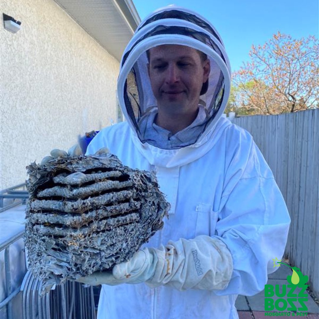 realbuzzboss's tweet photo. Getting "Buzzy" in Winnipeg last week! Take a look at that nest! ๐ฑ
#BuzzBoss #PestFree #ShowThemWhosBoss #BiteBackWithBuzzBoss #PestDefence #PestControl #AntControl #MosquitoControl #WaspControl #Ants #Mosquitoes #Wasps #Ticks #Spiders https://t.co/1fbJFbNUzk