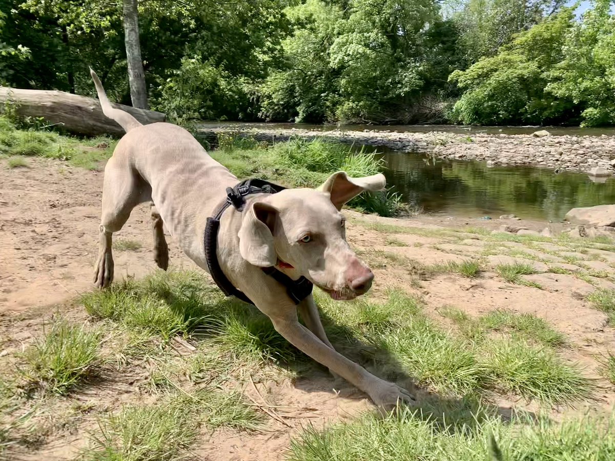 WillowWeimar's tweet photo. Slammin’ the brakes on before I end up in the river #dogsoftwitter https://t.co/CXeAo2ywcR